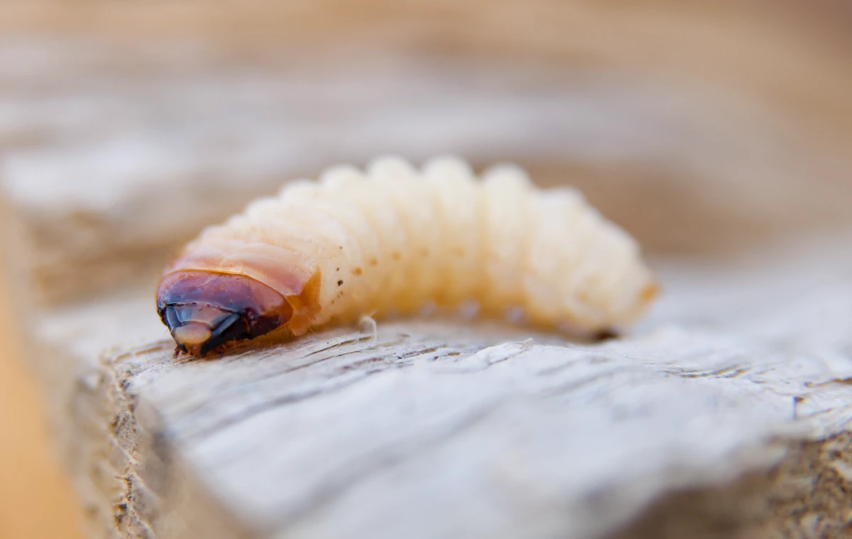 Tratamiento y control de Plagas de Madera